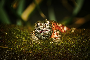 Image showing Chinese Crocodile Lizard (Shinisaurus Crocodilurus)