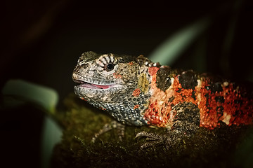 Image showing Chinese Crocodile Lizard (Shinisaurus Crocodilurus)