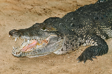 Image showing Crocodile with Open Jaws