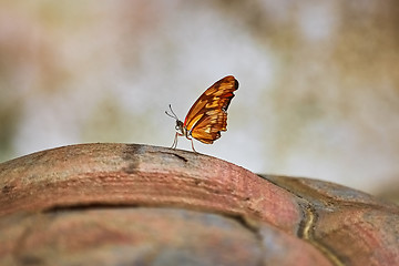 Image showing Butterfly on Turtle Shell