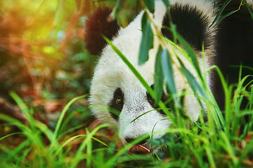 Image showing Panda in the Grass