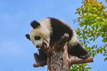 Image showing Giant Panda at the Tree