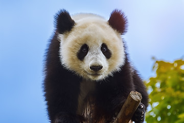 Image showing Giant Panda at the Tree