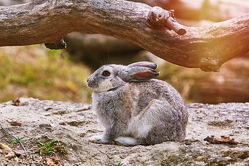 Image showing Rabbit under Bough