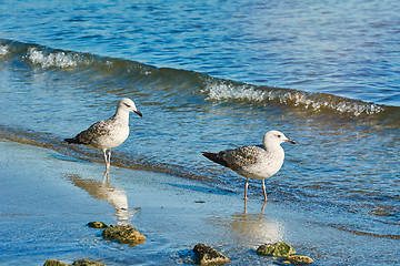 Image showing Subadult European Herring Gulls 