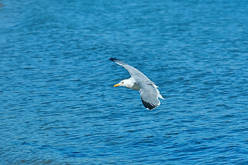 Image showing European Herring Gull