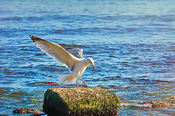 Image showing European Herring Gull