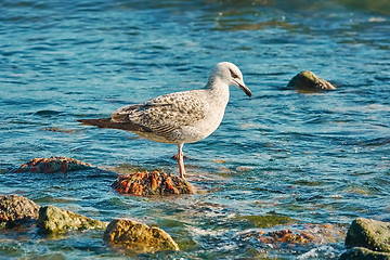 Image showing Subadult European Herring Gulls 