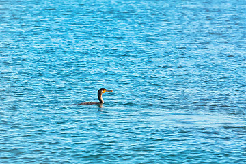 Image showing Double-crested Cormorant (Phalacrocorax Auritus)