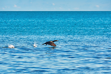 Image showing Double-crested Cormorant (phalacrocorax Auritus)