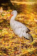 Image showing Stork in Autumn