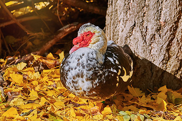 Image showing Muscovy Duck (Cairina Moschata)