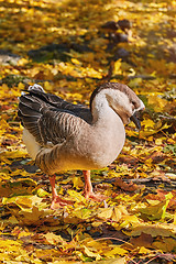 Image showing Swan Goose (Anser Cygnoides)