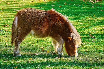 Image showing Pony Grazing on a Lown