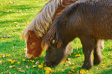 Image showing Pony Grazing on a Lown