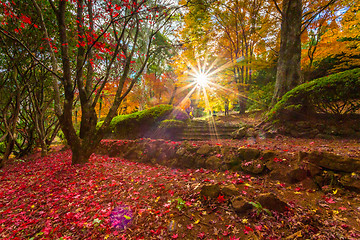 Image showing Sun shining brightly through Autumn garden