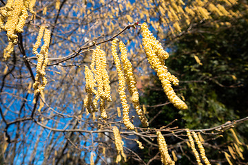 Image showing some hazelnut blossoms for allergy illustrations