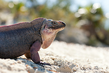 Image showing exuma island iguana in the bahamas