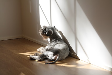 Image showing Miniature Schnauzer