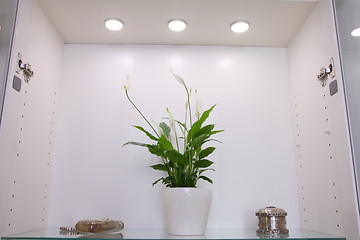 Image showing Peace lily