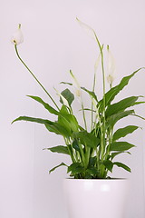 Image showing Peace lily