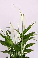 Image showing Peace lily