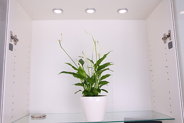 Image showing Peace lily