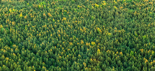 Image showing aerial view of wild spruce-fir forest in summer