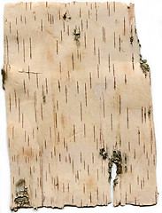 Image showing white birch bark backdrop frame texture pattern close-up