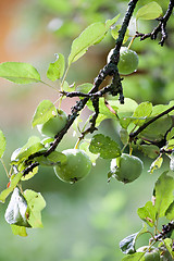 Image showing green apples hanging on tree branch