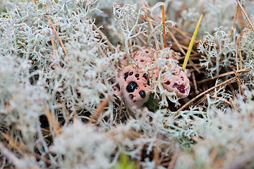 Image showing Hydnellum peckii - mushroom in mossy forest