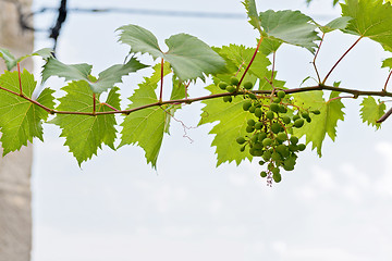 Image showing Bunch of grapes with green leaves