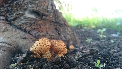 Image showing Beautiful toxic mushrooms at the forest