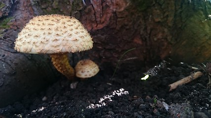 Image showing Beautiful toxic mushrooms at the forest