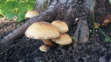 Image showing Beautiful toxic mushrooms at the forest