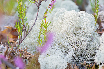 Image showing Macro shot of white reindeer moss