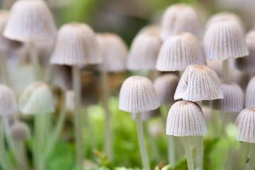 Image showing Beautiful toxic mushrooms at the forest, macro shot.