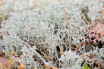 Image showing Macro shot of white reindeer moss