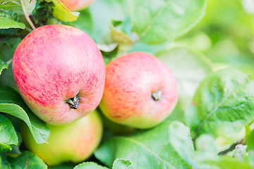 Image showing Red apples on apple tree