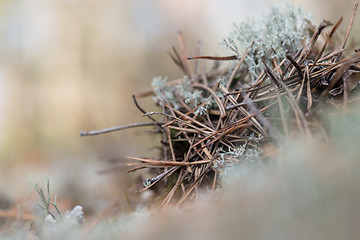 Image showing White reindeer moss photo