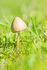 Image showing Beautiful toxic mushroom