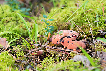 Image showing Hydnellum peckii - mushroom in mossy forest