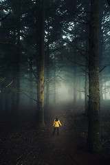 Image showing Walking in a forest on a foggy morning