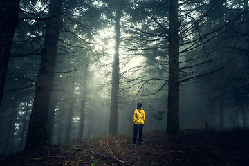 Image showing Traveler looking to a forest