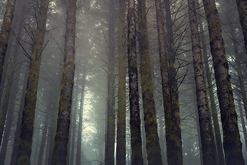 Image showing Beautiful forest landscape\r