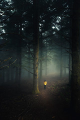 Image showing Walking in a forest on a foggy morning