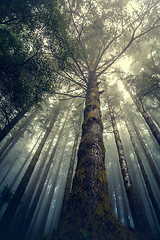 Image showing Beautiful forest landscape\r
