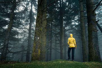 Image showing Traveler looking to a forest