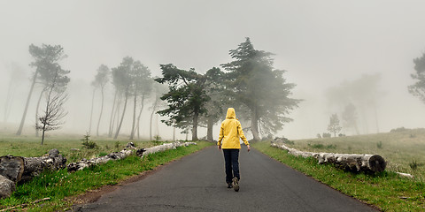 Image showing Walking on a foggy road