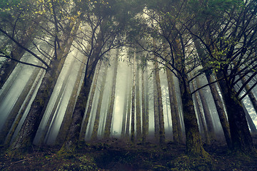 Image showing Beautiful forest landscape\r